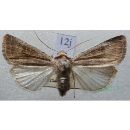 Caradrina morpheus (Hufnagel, 1766) Światłówka sennica Czech12j